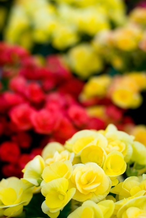 Full blooming flower of Begonia Semperflorensの写真素材