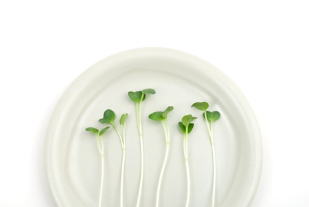 white radish sprouts on the plateの写真素材