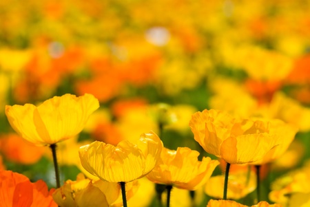 Iceland poppy in flower gardenの写真素材