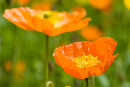 Iceland poppy in flower gardenの写真素材