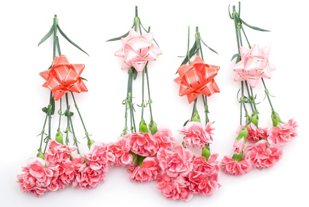 Pink carnation on a white background