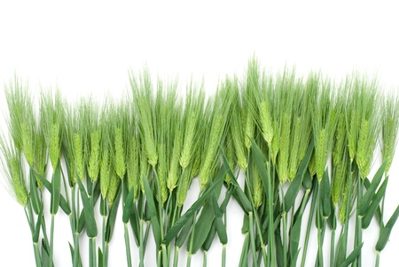 Six row barley on a white backgroundの写真素材