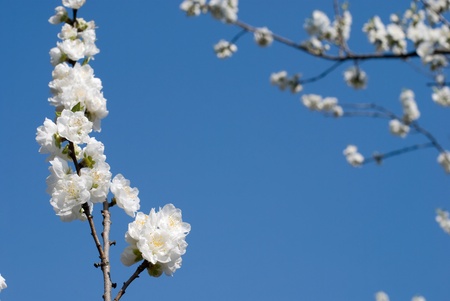White peach flower in the blue skyの写真素材