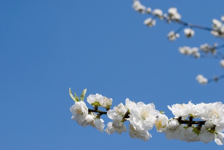 White peach flower in the blue sky