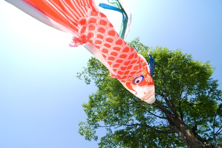 Red carp pennant and sawleaf zelkova tree in early summerの写真素材