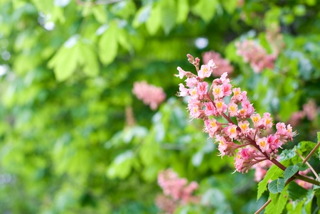 Red buckeye flower on the green leaves backgroundの写真素材