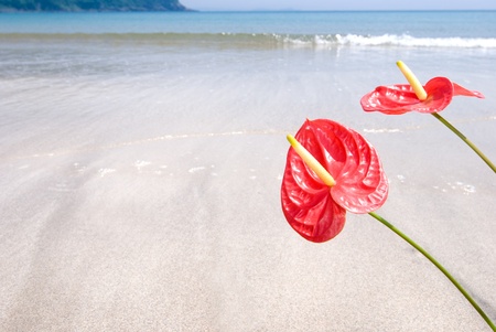 Bright red anthurium flower on a sandy beachの写真素材