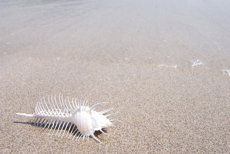 Venus comb murex on a sandy beachの写真素材