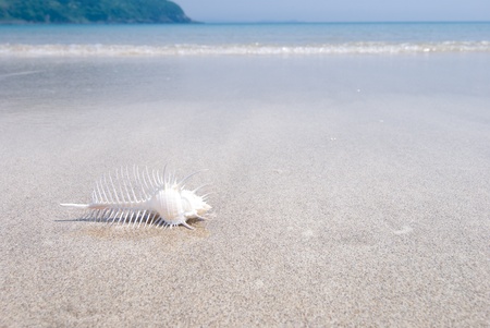 Venus comb murex on a sandy beach with waveletsの写真素材