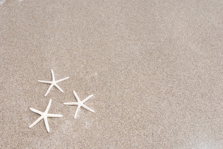 Three white starfishs on a sandy beach