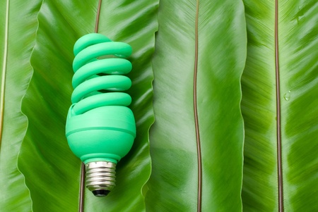 Green light bulb on the green fern leaves