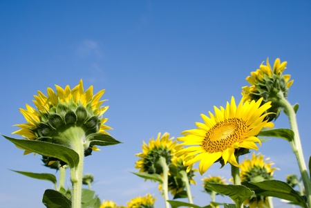 One forward sunflower in several backward sunflowerの写真素材