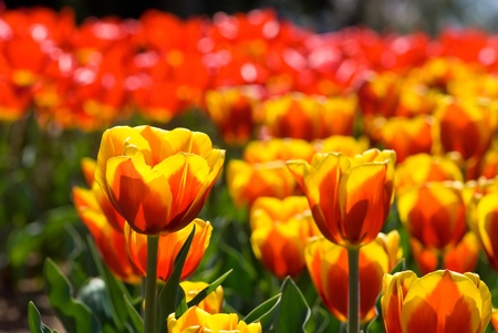 Two tone warm color tulip flower fieldの写真素材