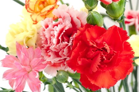 Close up of various types carnation flowersの写真素材