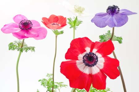 Red anemone flower in front of four anemone flower linedの写真素材