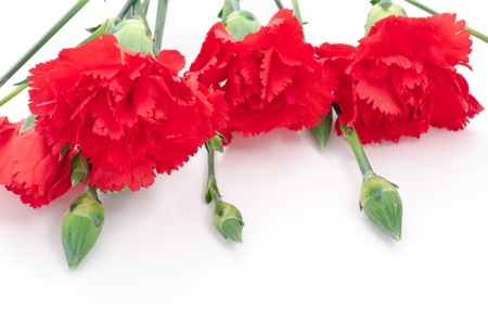 Red carnation flowers with bud on white backgroundの写真素材