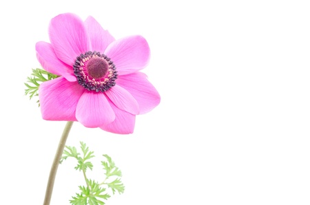 One pink anemone flower on a white backgroundの写真素材