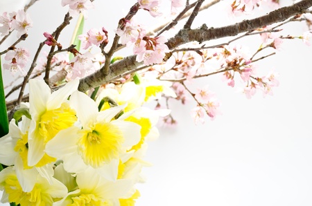 Cherry blossoms and yellow narcissus arranged in early spring