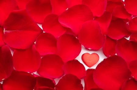 One heart in rose petals all over backgroundの写真素材