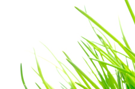 Green chives leaves for slants on a white backgroundの写真素材