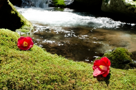 Red wild camellia flowers on the green moss near the brookの写真素材