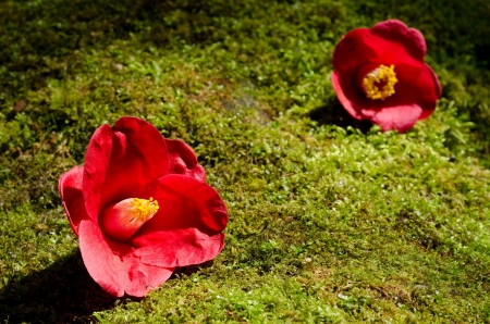 Red wild camellia flowers on the green mossの写真素材