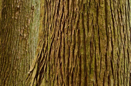 Trunk of a old large Sugi  Cryptomeria japonica  treeの写真素材