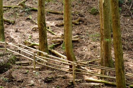 Mountain trail with a wooden railing in the coniferous forest viewed from the sideの写真素材