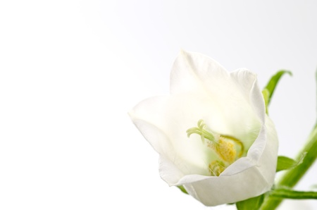 One white bell flower in right sideの写真素材