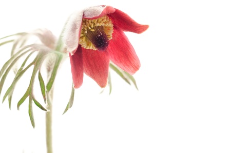 One nodding anemone flower on white background