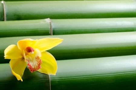 One yellow orchid flower on a tightly arranged large bamboo backgroundの写真素材