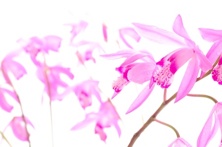 Bright pink oriental orchid flowers in right side with blurの写真素材