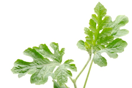 Close up of young watermelon plant on a white backgroundの写真素材