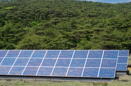 Solar power and primeval red pine forest