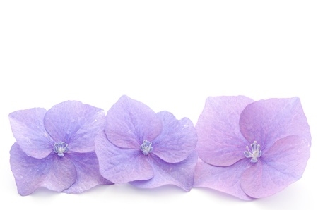 Parts of the purple hydrangea flower on a white background