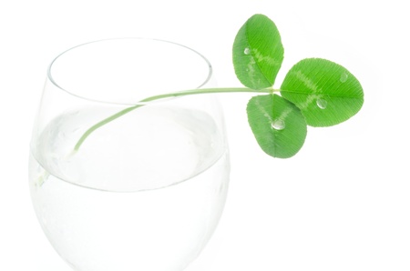 Clover leaf in the glass on a white background
