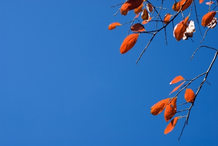 Turn orange color of autumn persimmon leaves under blue skyの写真素材
