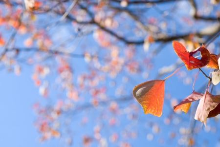 Turn orange color of autumn chinese tallow tree with blurの写真素材