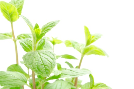 Light green spearmint plants on a white background