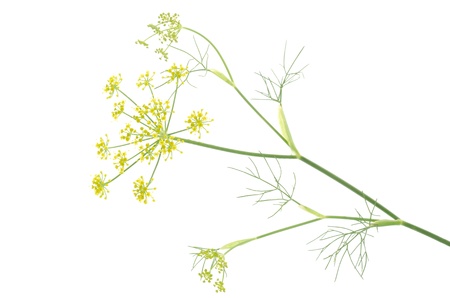 Sideways fennel flowers with needle like leaves on a white backgroundの写真素材