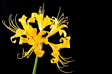 Golden spider lily flower on black backgroundの写真素材