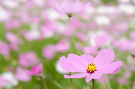 Pale pink cosmos flower in front of pink and white flower fieldの写真素材
