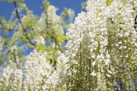 Full blooming white wisteria flowers all aroundの写真素材