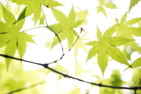 Fresh green maple leaves in front of whiteの写真素材