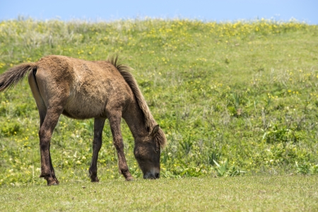 Grazing young horse in front of green hillの写真素材