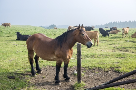 Horse standing still and cows on the pastureの写真素材
