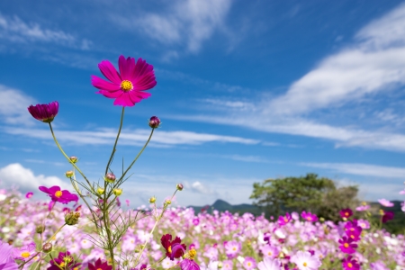 Bright pink cosmos in flower field under blue skyの写真素材