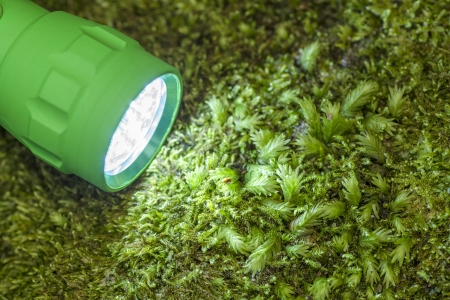 Close up LED flashlight on the large moss, light to the lower right