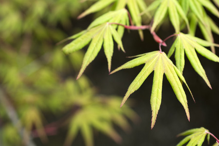 Fresh green young maple leaves in front of dark backgroundの写真素材