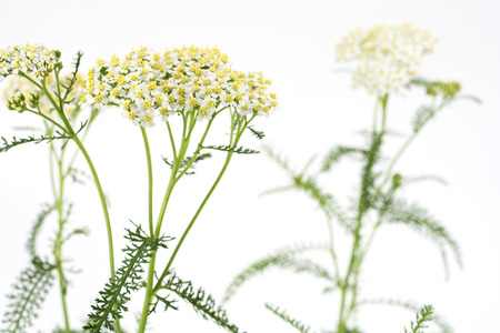White yarrow flowers in front of pale gray backgroundの写真素材